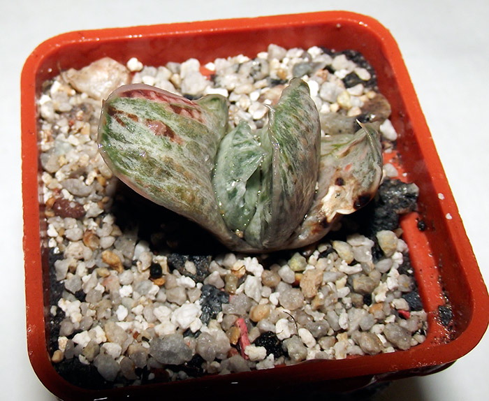 Gasteria-Silver-Host1.jpg