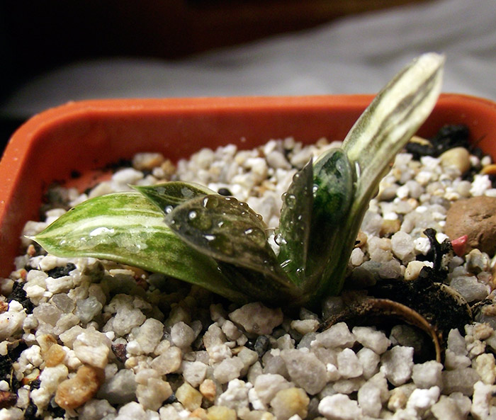 gasteria_var.jpg