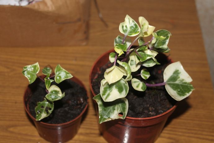 IMG_0024.jpg