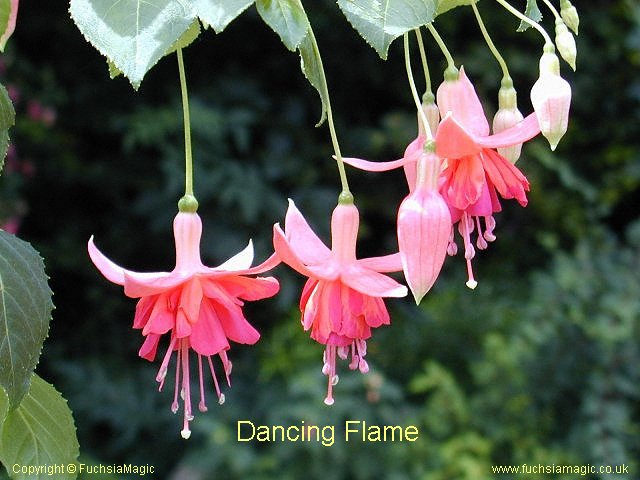 Dancing Flame.jpg