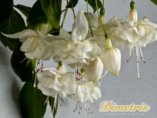 White Galore.jpg