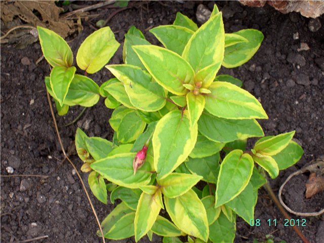 фуксия Green Gold.jpg