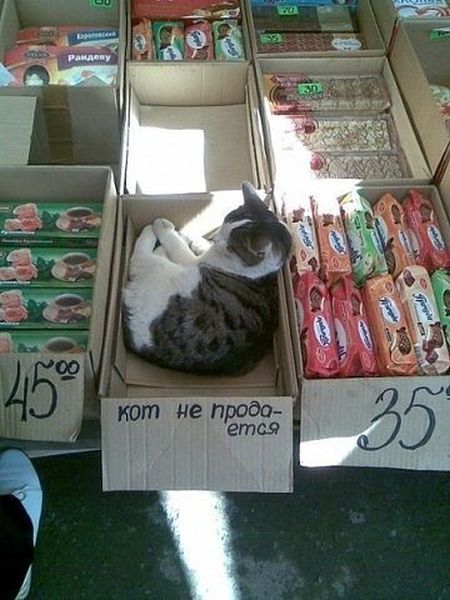 кот.jpg