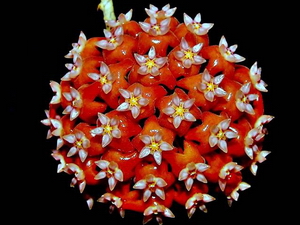 Hoya_ilagii_Kloppenb-Siar_Cajano_002.jpg