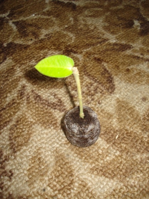DSC09557.JPG