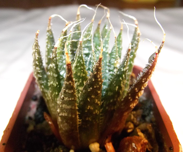 Aloe_ostistoe.jpg