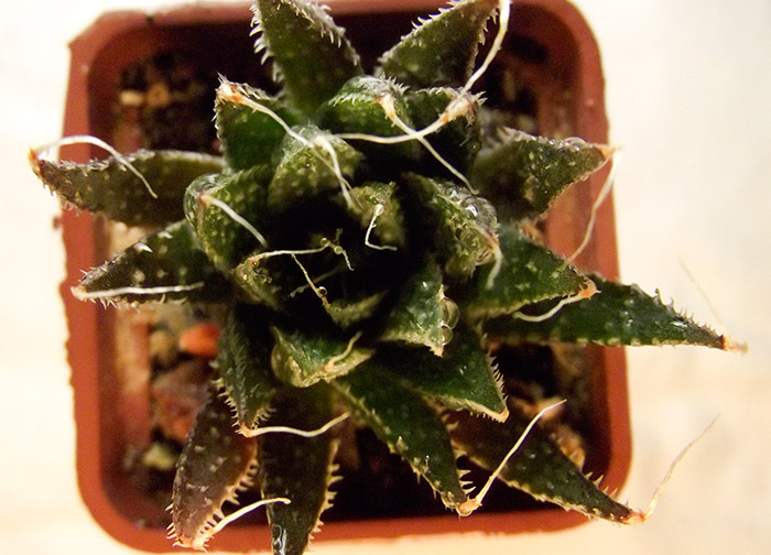 Aloe_ostistoe2.jpg