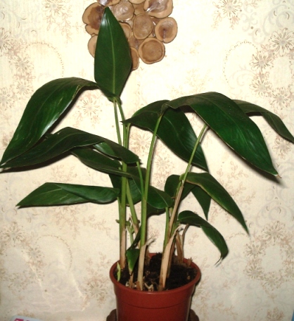 DSC02657.JPG