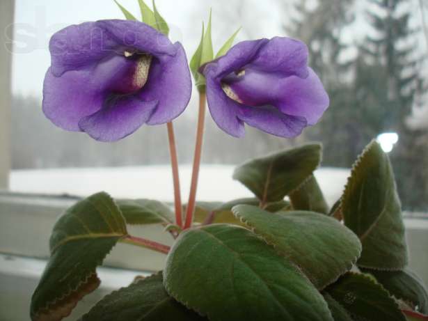 92548087_1_644x461_gloksiniya-kiev.jpg