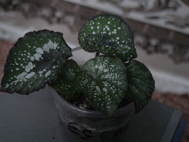 DSC00883а.jpg