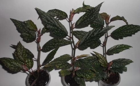 DSCF9455.JPG