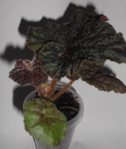 DSCF9476.JPG