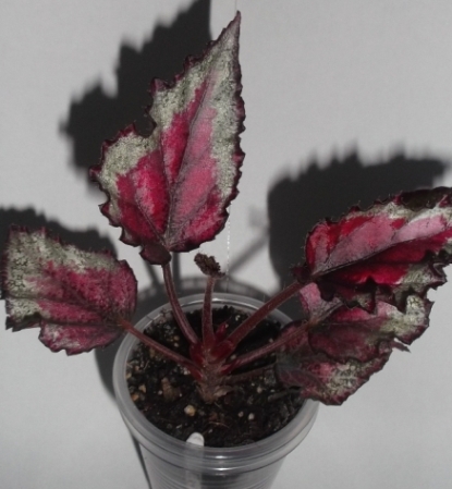 DSCF9463.JPG
