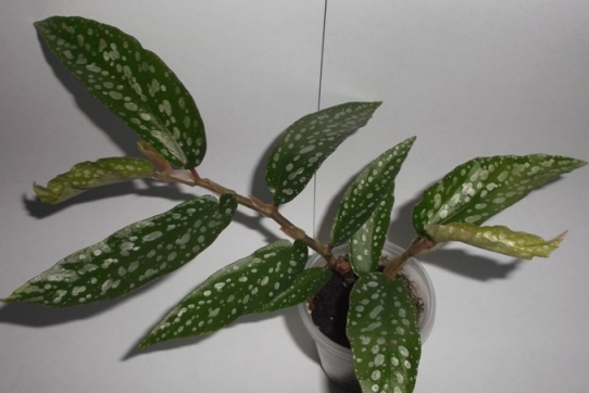 2013-04-09 18.32.43.jpg