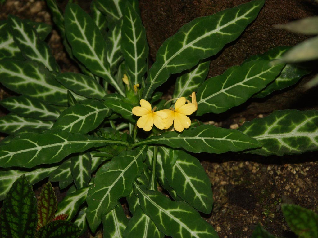 Crossandra pungens.jpg