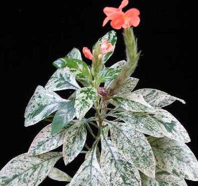 Crossandra_pungens.jpg