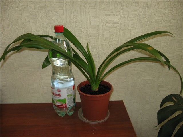 Гимен.jpg