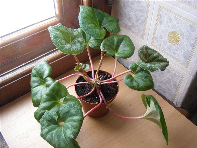 581df4741906.jpg