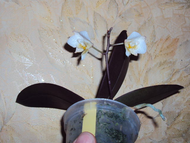 DSC07036.JPG