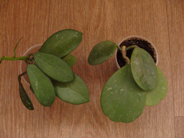 DSC07576.jpg