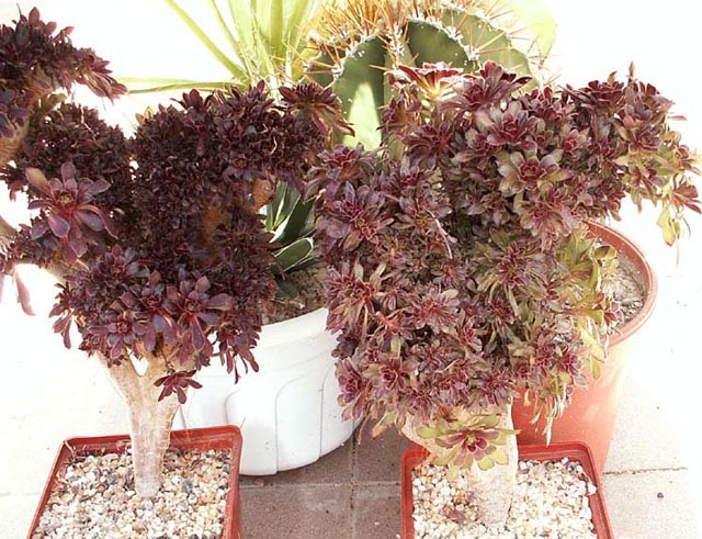 Aeonium Arboreum v. atropurpureum f. cristata..jpg