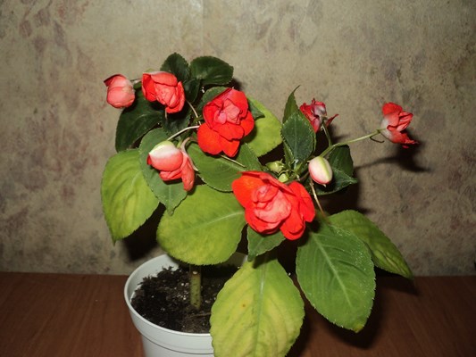 DSC01922 (Копировать).JPG