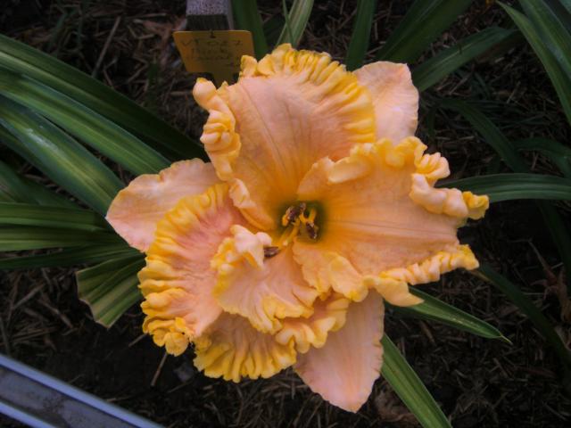 S73F4172.jpg
