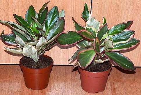 93122201_1_1000x700_peperomii-kiev.jpg