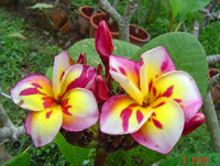 plumeria three kings.jpg