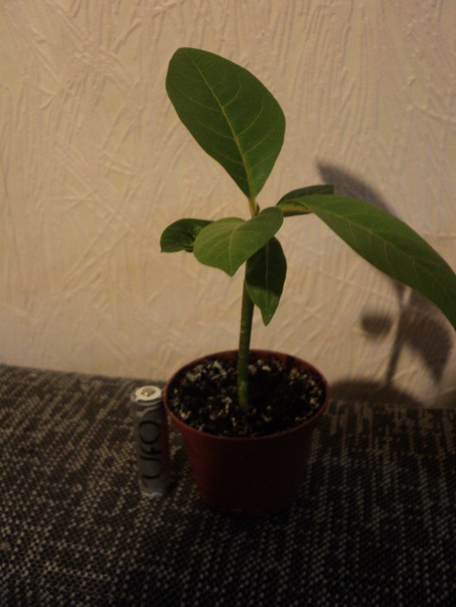 DSC02262.JPG