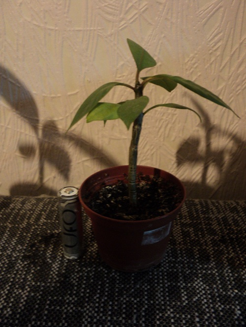 DSC02261.JPG
