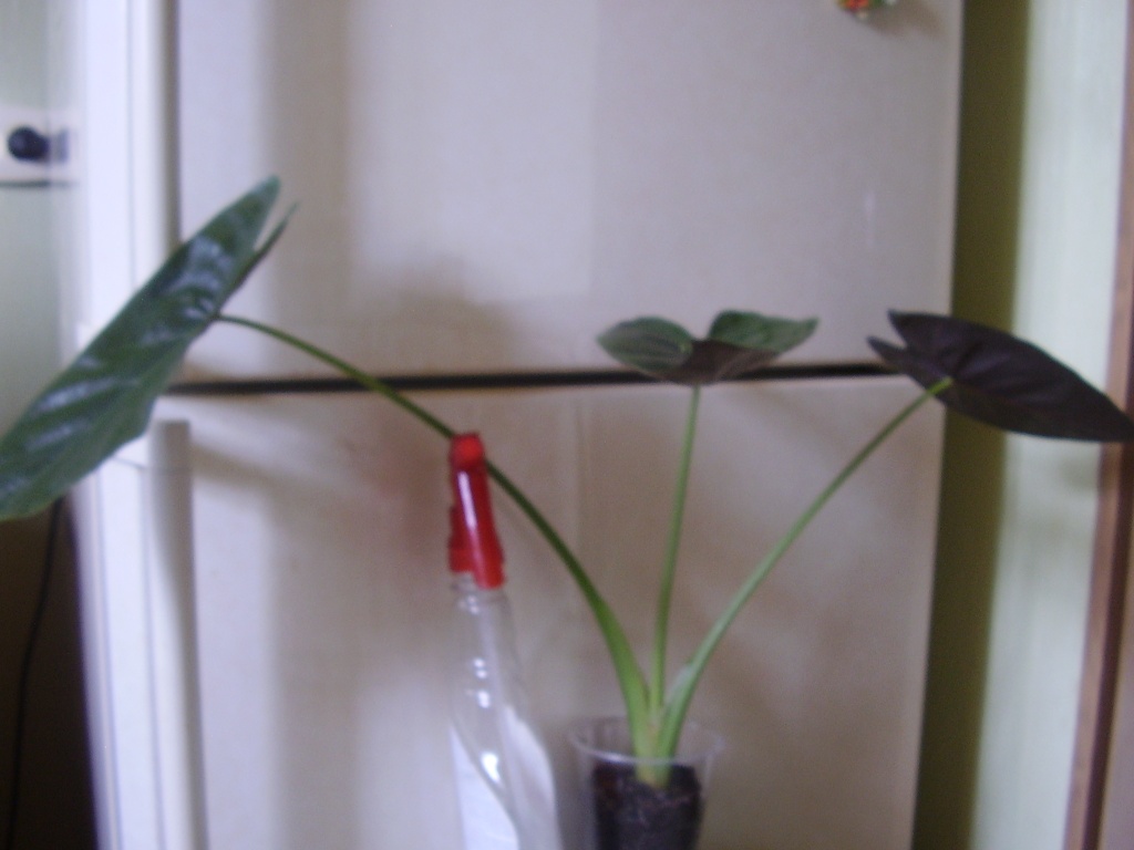 Копия P5160257.JPG