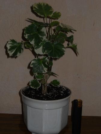 DSCN4437.JPG