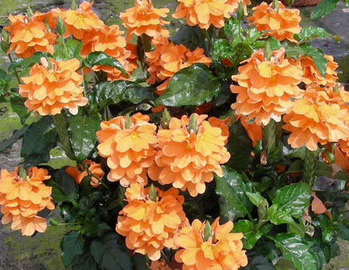 Crossandra-.jpg