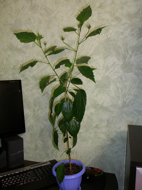 P4120002.JPG