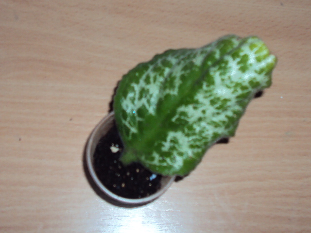 DSC07072.JPG