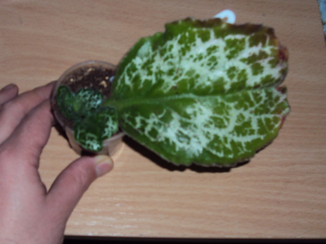 DSC07073.JPG