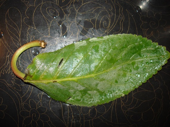 DSC00114.JPG