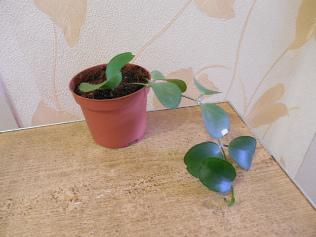 DSCN2610.jpg