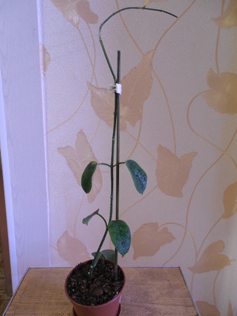 DSCN2617.jpg
