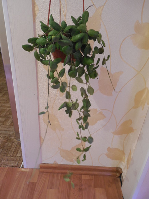 DSCN2615.jpg