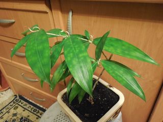 драцена мама.jpg