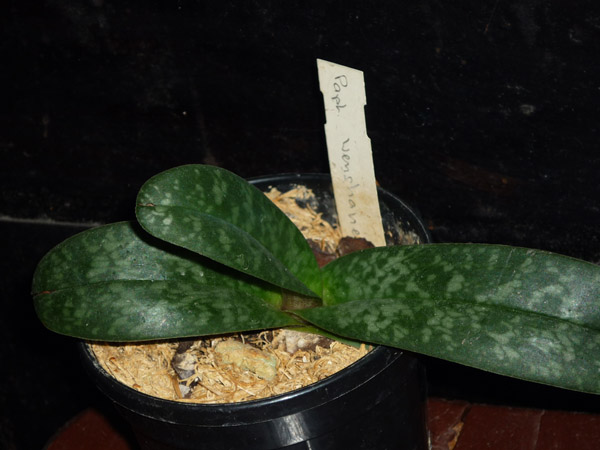 Paphiopedilum wenshanense.jpg