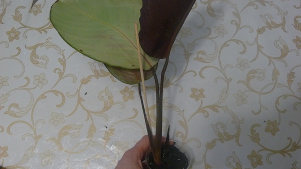 P1030039.JPG