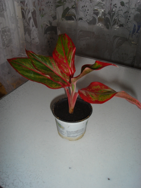 DSC09656.JPG