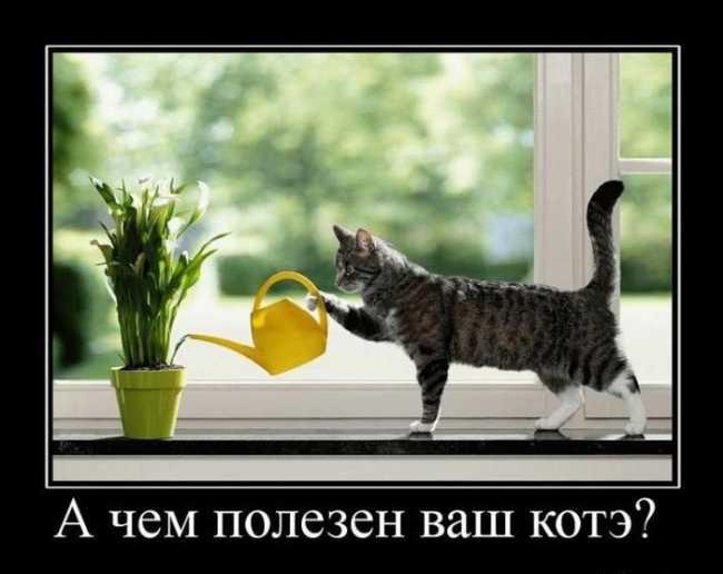 котэ.jpg