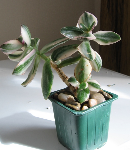 C. Tricolor.jpg