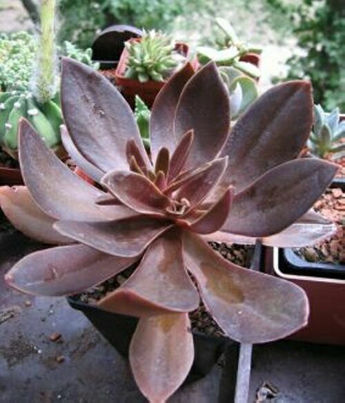E.atropup.1.jpg