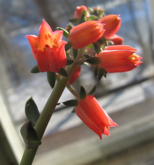 E.atropup.2.jpg