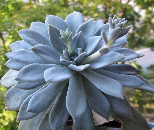 E.hyb.2.jpg